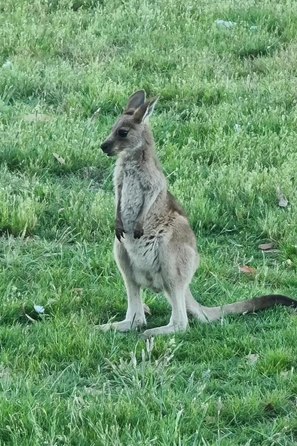 Halls Haven Holiday Units Halls Gap Esterno foto