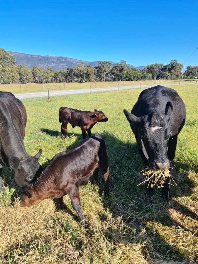 Halls Haven Holiday Units Halls Gap Esterno foto